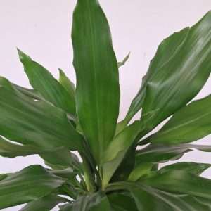 Dracaena Frag. 'Janet Lind' - V.21