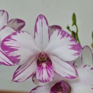 Dendrobium Sa-Nook - V.12
