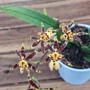 Oncidium Titanium - V.9