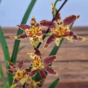 Oncidium Titanium - V.9