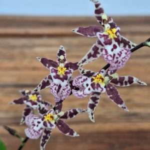 Oncidium Titanium - V.9
