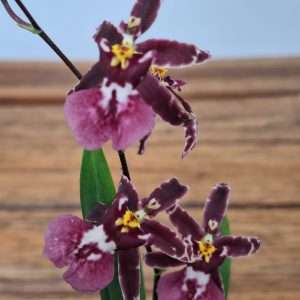 Oncidium Titanium - V.9