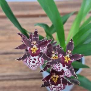 Oncidium Titanium - V.9