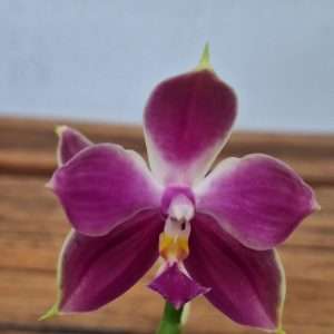 Phalaenopsis Violacea - V.12