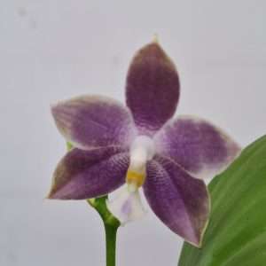 Phalaenopsis Violacea - V.12