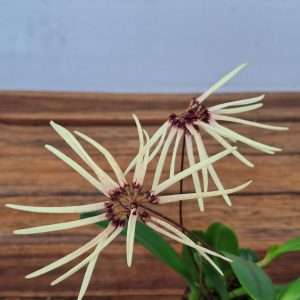 Bulbophyllum Makoyanum - V.9