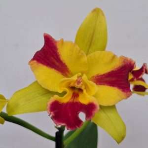 Cattleya Berta - V.12