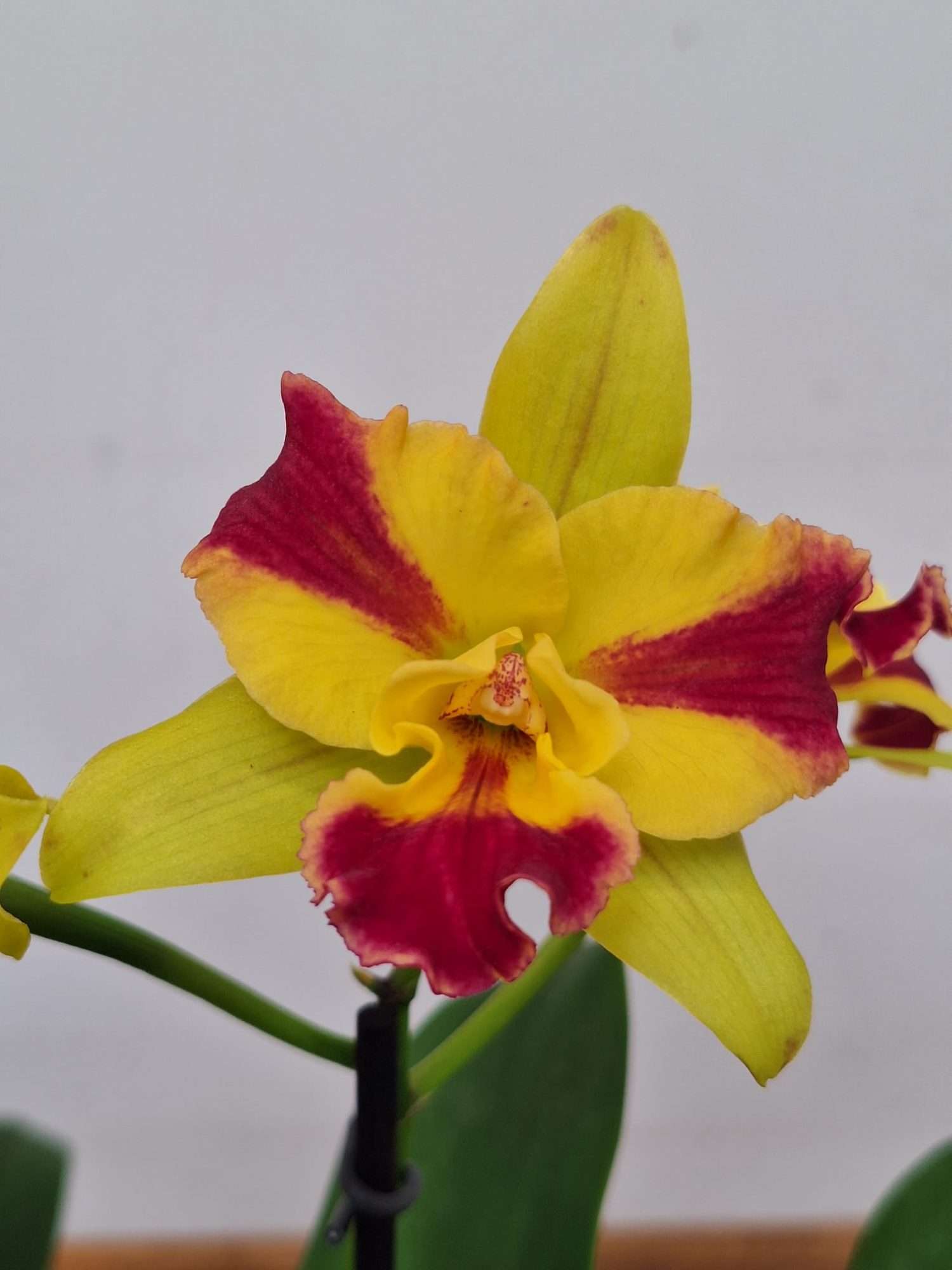 Cattleya Berta - V.12