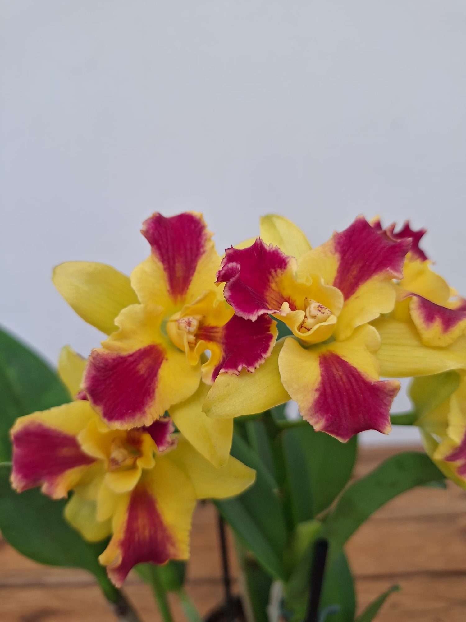Cattleya Berta - V.12 - Image 2