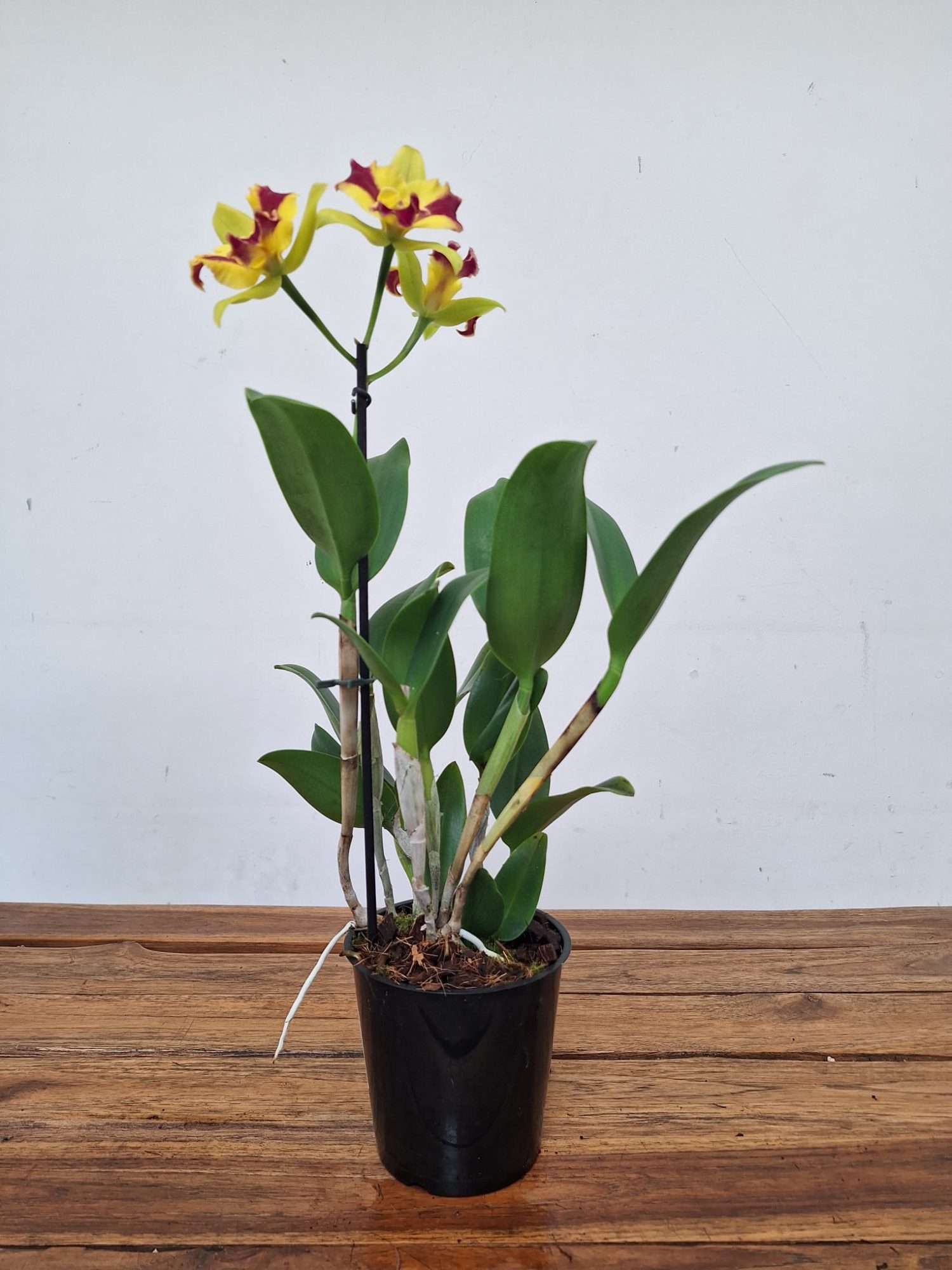 Cattleya Berta - V.12 - Image 3