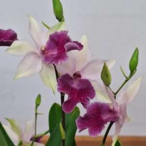 Miltonia 'Mavi' - V.12