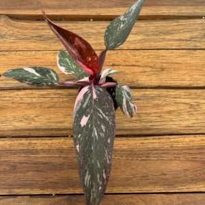 Philodendron 'Pink Princess' - V.6