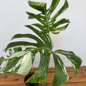 Monstera Deliciosa Variegata V.13