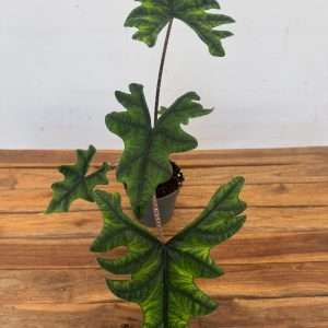 Alocasia Jacklyn V.14