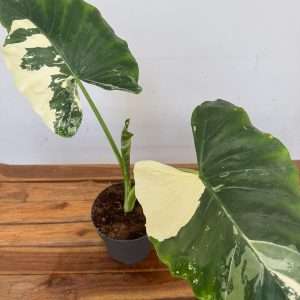 Alocasia Macrorrhiza 'Albo' Variegata - V.17