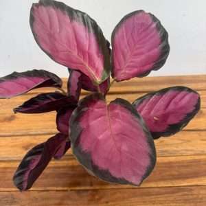 Calathea Roseopicta 'Rosy' - V.12