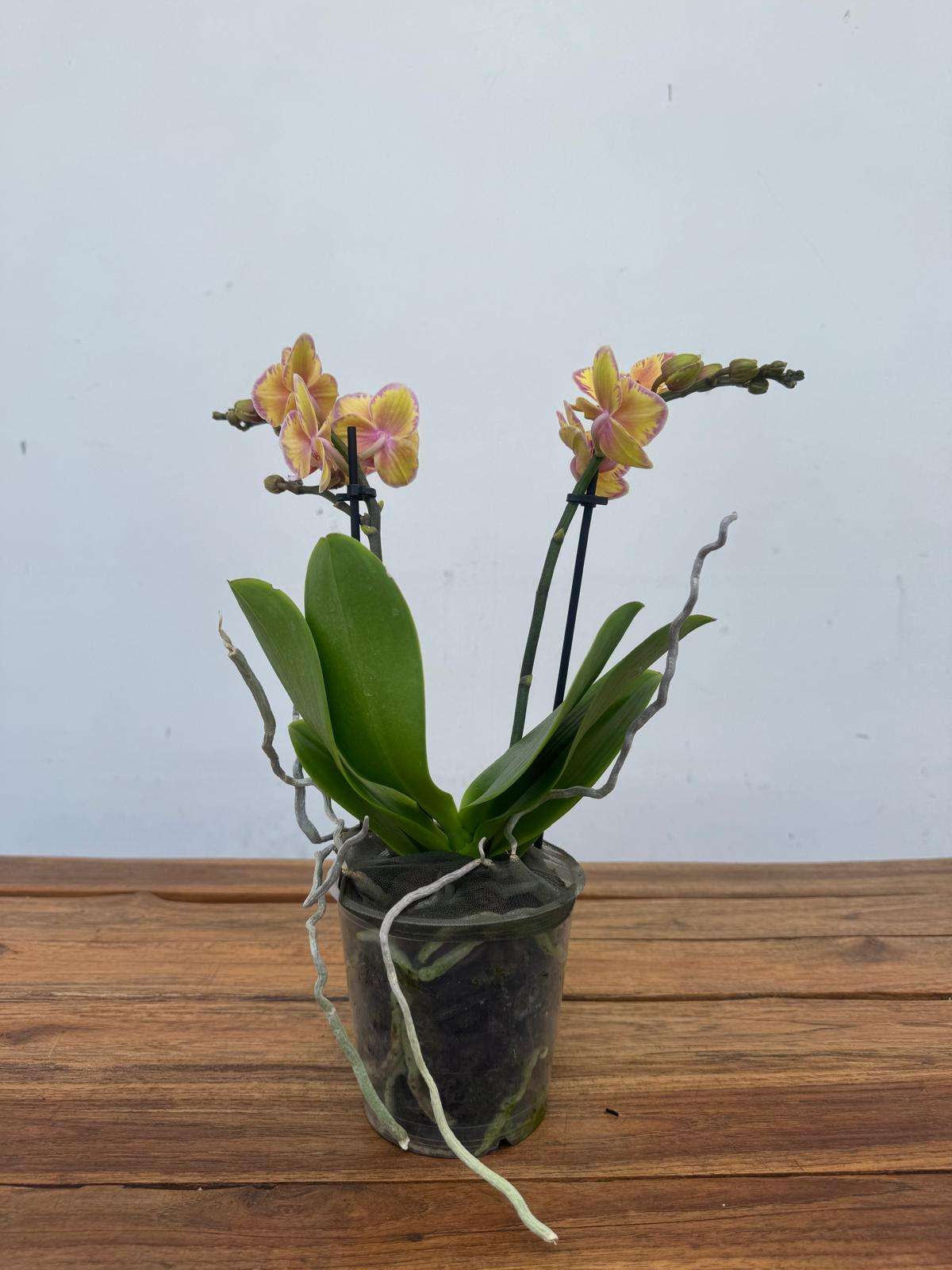 Phalaenopsis Limpopo 2 Hastes 'Mimesis' - V.12 - Image 2