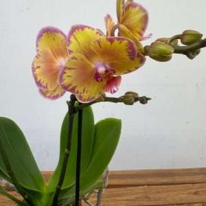 Phalaenopsis Limpopo 2 Hastes 'Mimesis' - V.12