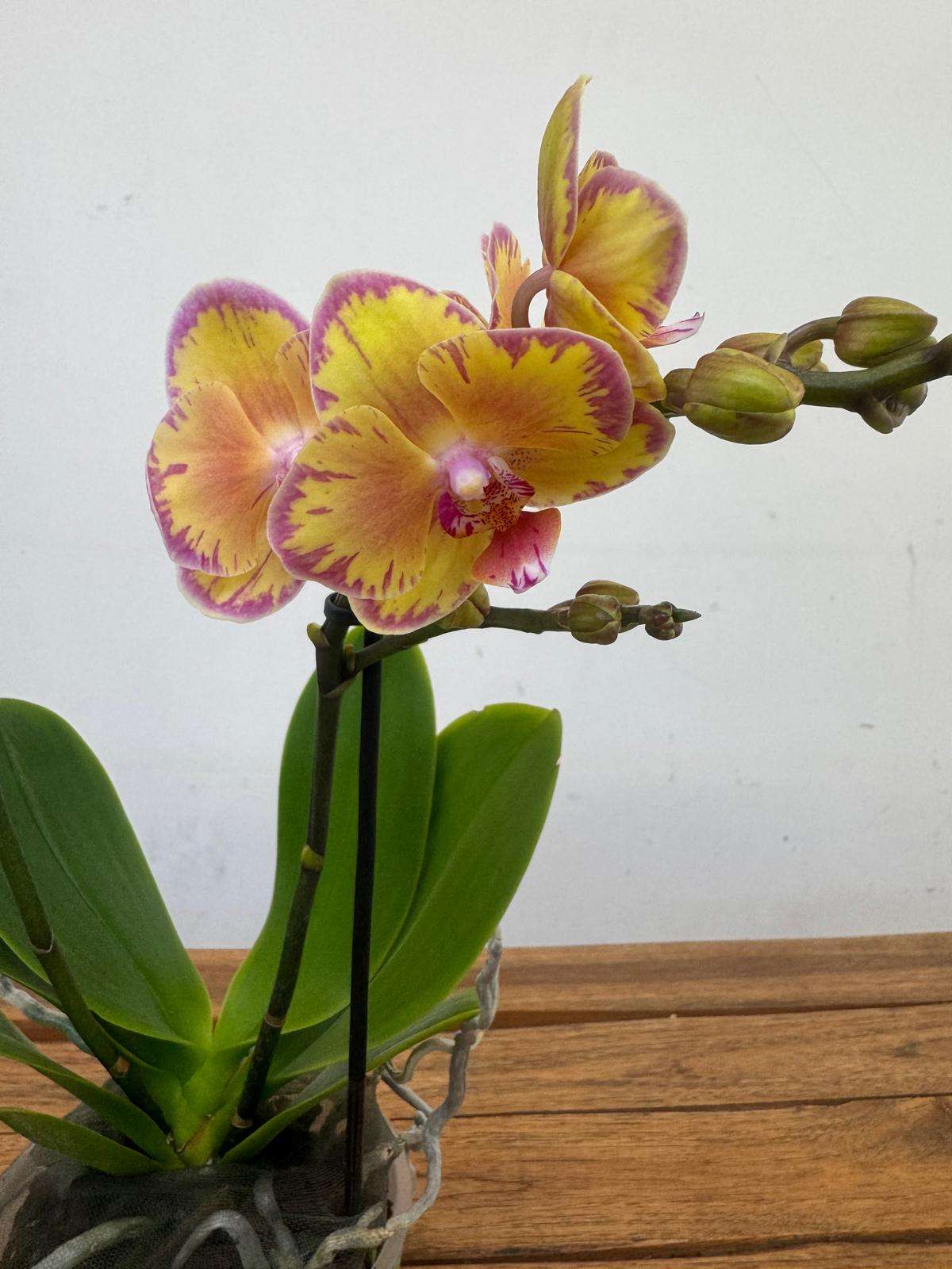 Phalaenopsis Limpopo 2 Hastes 'Mimesis' - V.12