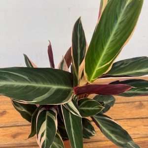 Calathea 'Triostar' - V.14