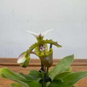 Paphiopedilum Milano 2 Hastes - V.9