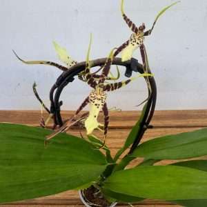 Brassia Cascade - V.9