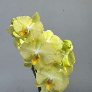 Phalaenopsis C/ Vaso Decorativo  - V.12