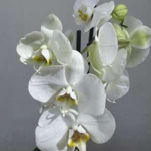 Phalaenopsis C/ Vaso Decorativo - V.12