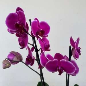 Phalaenopsis C/ Vaso Decorativo - V.12
