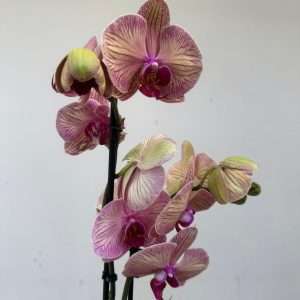 Phalaenopsis C/ Vaso Decorativo - V.12