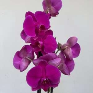 Phalaenopsis C/ Vaso Decorativo - V.12