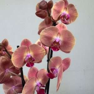 Phalaenopsis C/ Vaso Decorativo - V.12