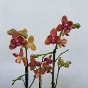 Phalaenopsis Paprika Butterfly - V.12