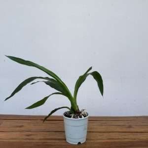 Zygopetalum 'Sem Flor' – V.12