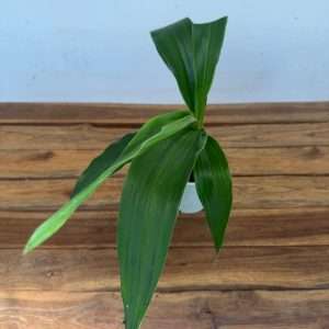Zygopetalum 'Sem Flor' – V.12