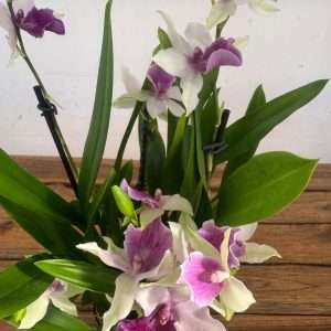 Miltonia 'Mavi' - V.12