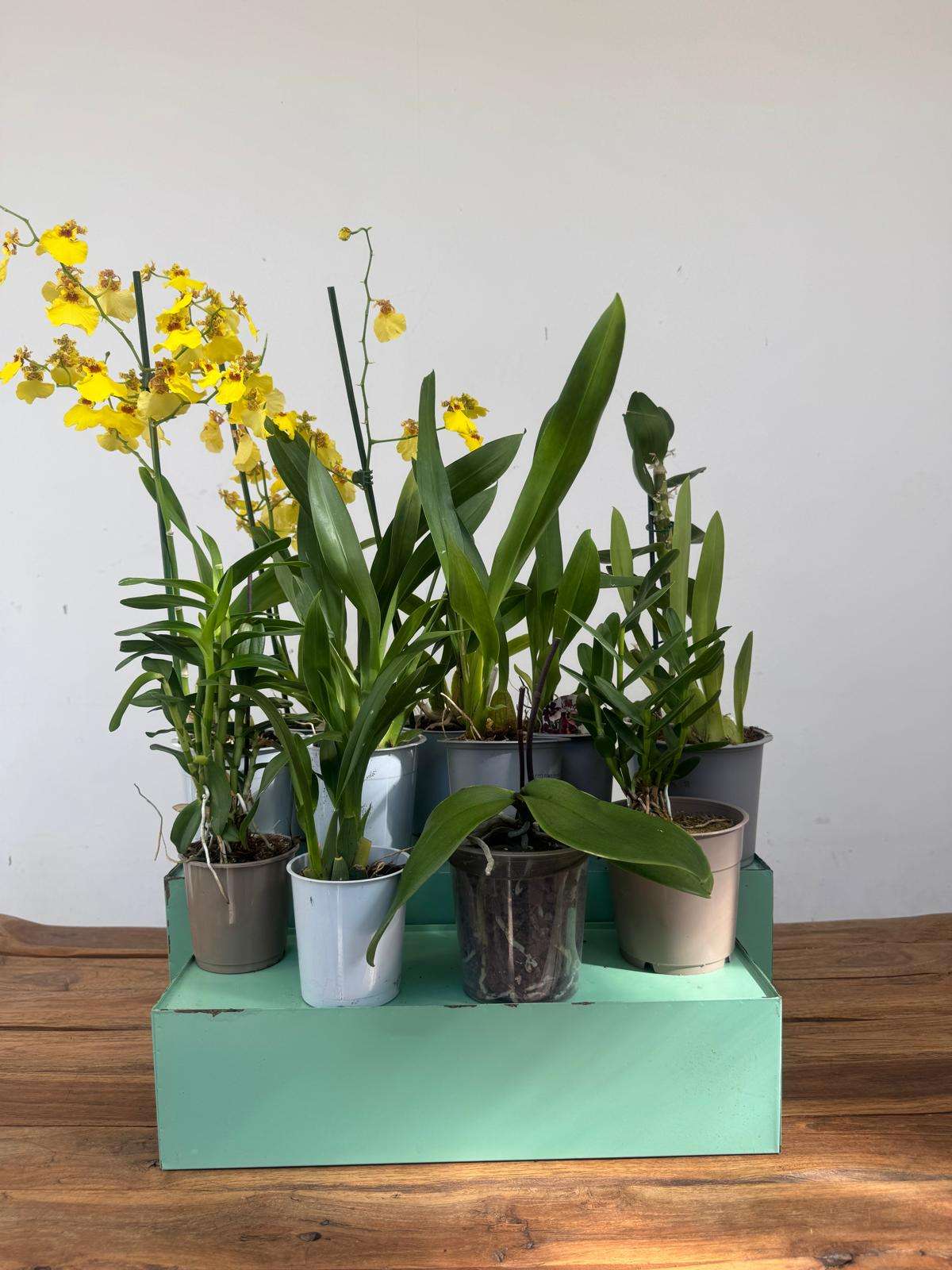Conjunto 12 Orquídeas 'E' - Sem flor - Image 2