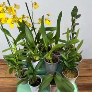 Conjunto 12 Orquídeas 'E' - Sem flor