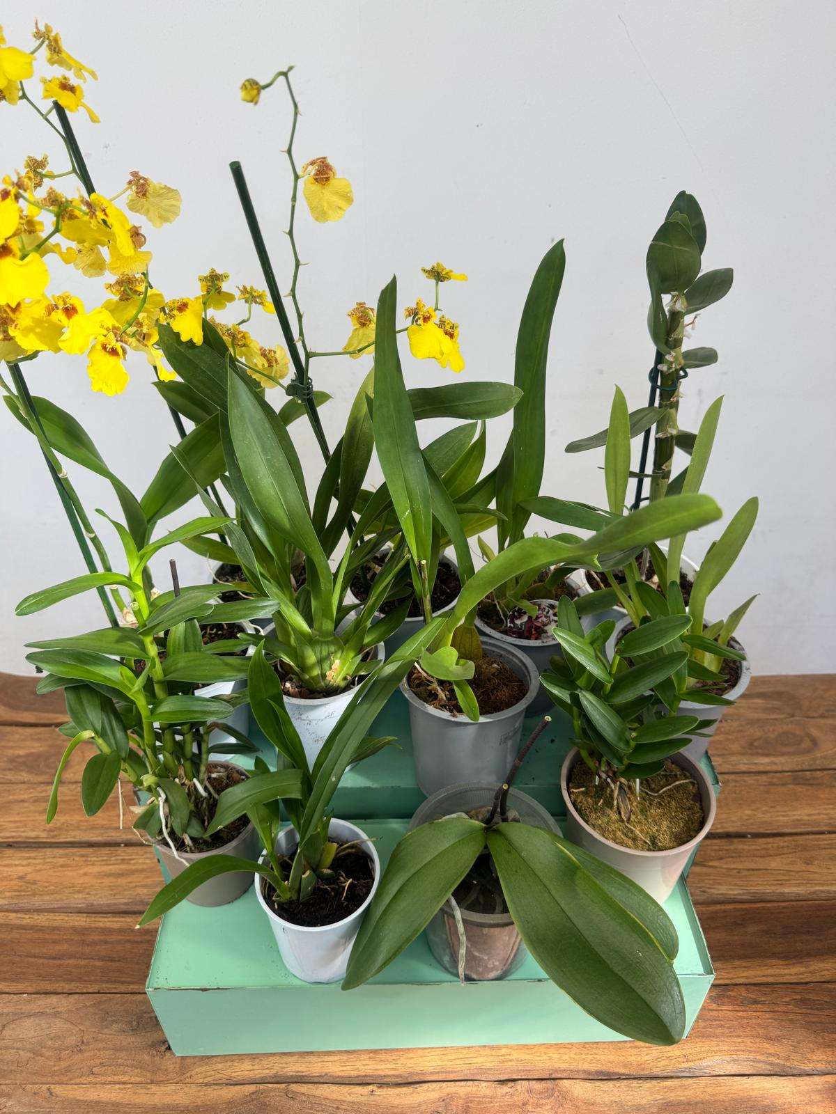 Conjunto 12 Orquídeas 'E' - Sem flor