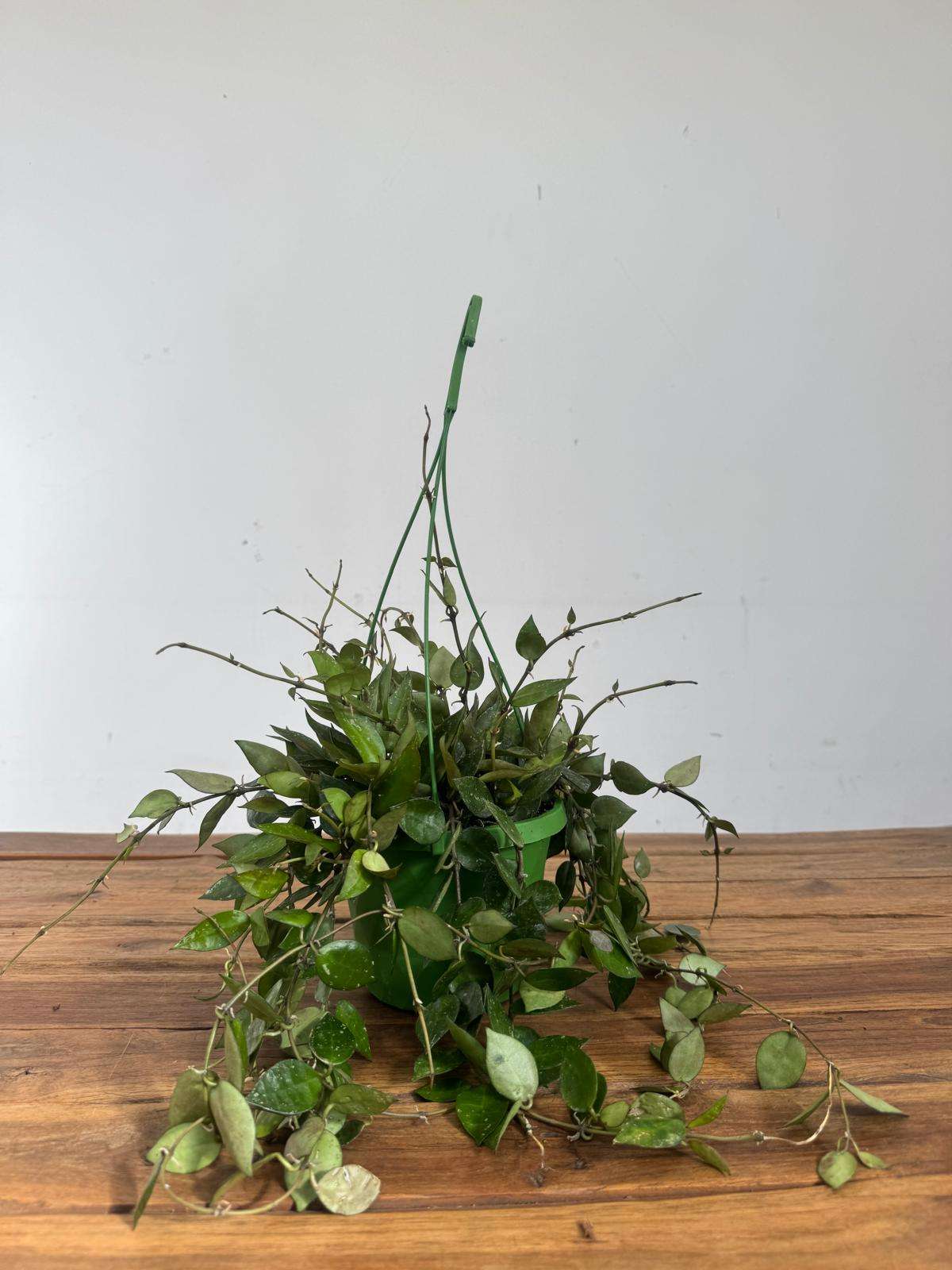 Hoya Krohniana Eskimo Hangongreen - V.14 - Image 2