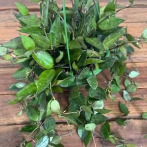Hoya Krohniana Eskimo Hangongreen - V.14