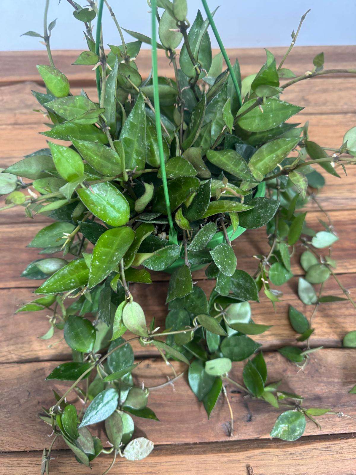 Hoya Krohniana Eskimo Hangongreen - V.14