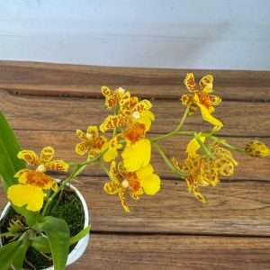 Oncidium Mini 1 Haste - V.9