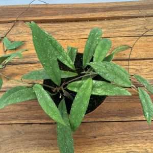Hoya Scortechinii 'UT001 Sp.Pink' - V.12