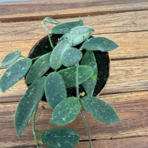 Hoya 'Thomsonii' - V.12