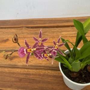 Oncidium Titanium - V.9