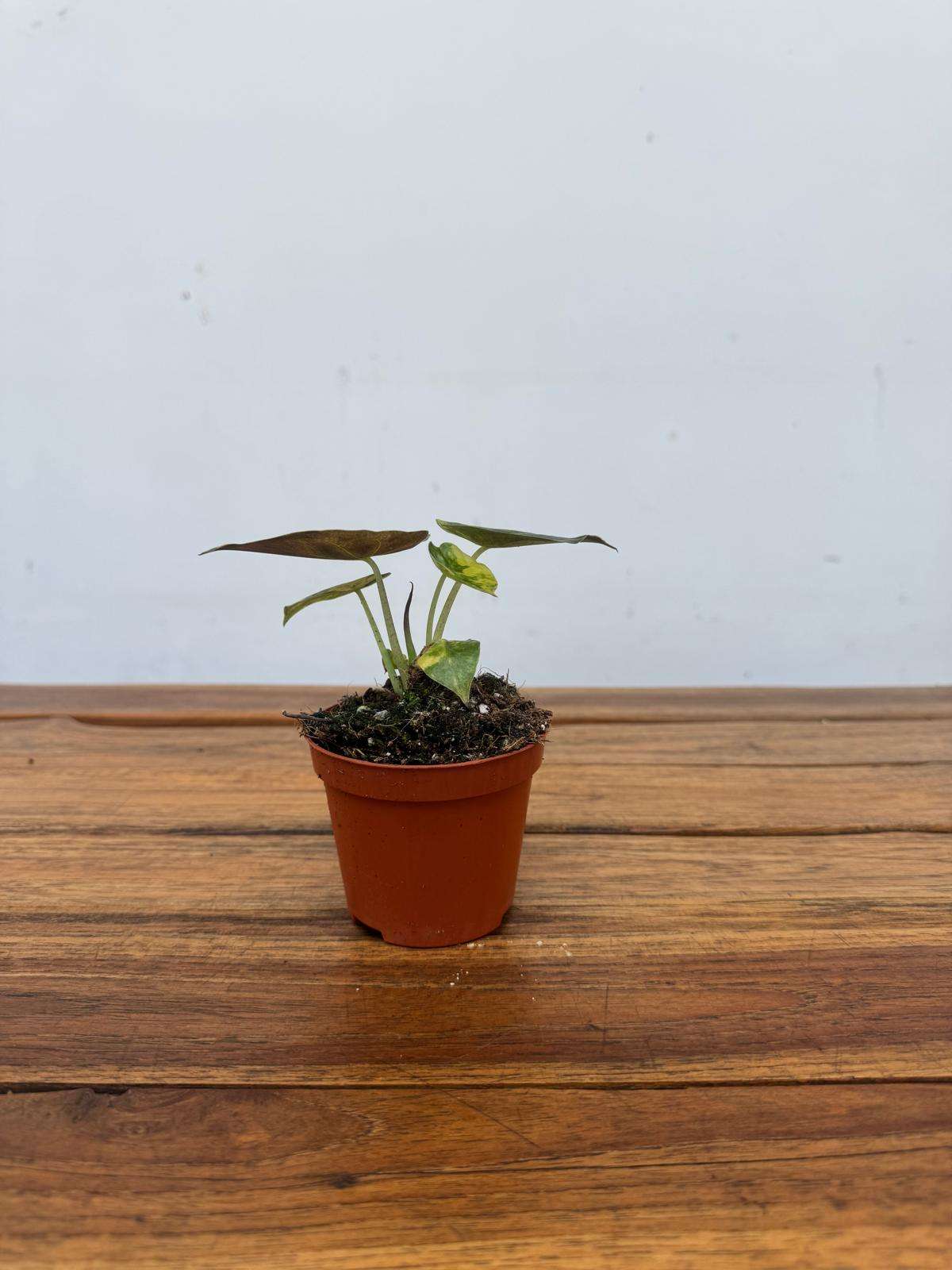 Alocasia Wenti Aurea -V.8 - Image 2