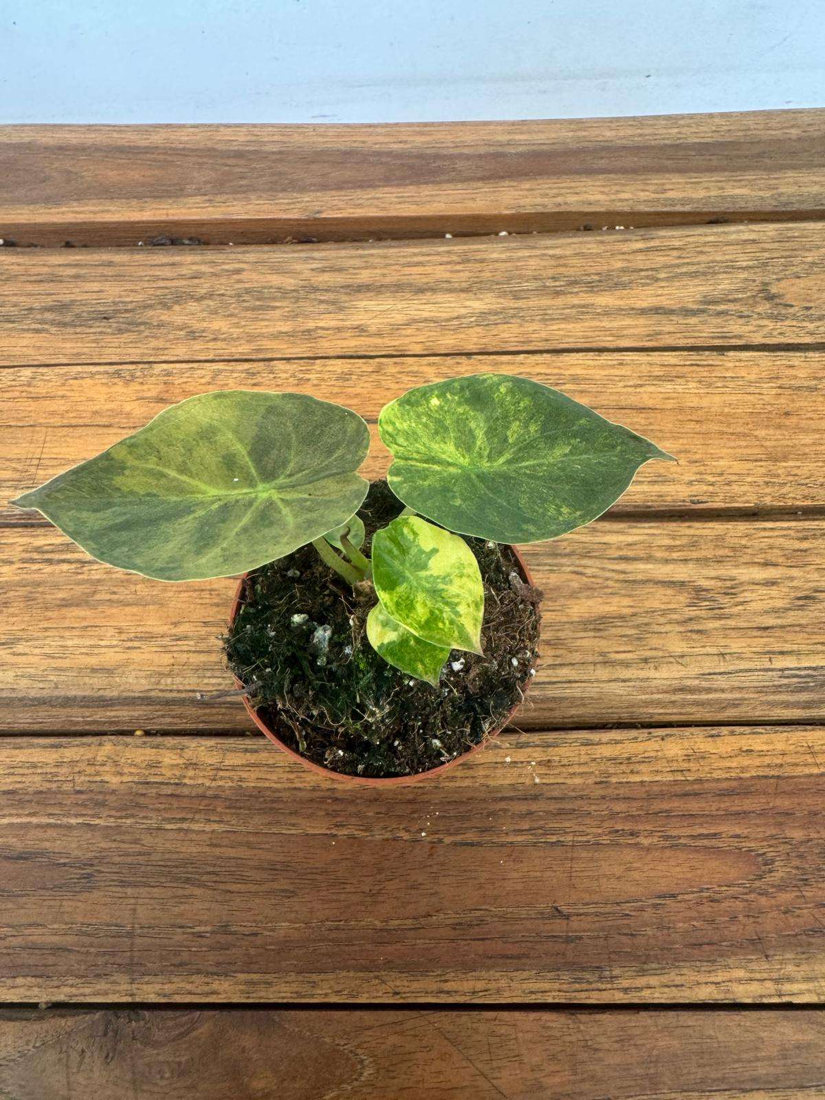 Alocasia Wenti Aurea -V.8 - Image 3