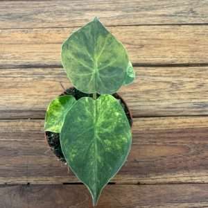 Alocasia Wenti Aurea  -V.8