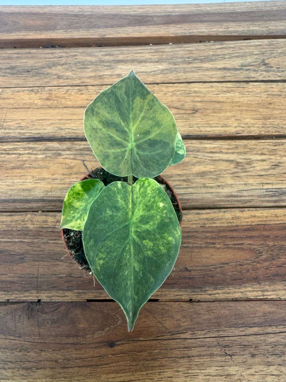 Alocasia Wenti Aurea -V.8